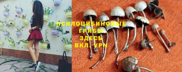 сатива Губаха